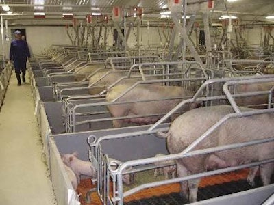 Contract pig production: 'It is successful because it works for both of the parties involved'. (Photo by Mark Jacques)