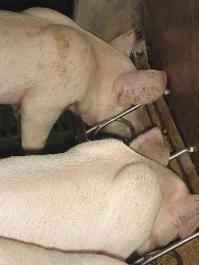More pig feed was supplied by European feedmills in 2007.