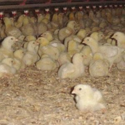 When A Chicken Farm Moves Next Door, Odor May Not Be The Only