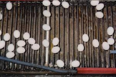 Clean eggs on rod conveyor