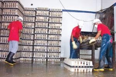La recogida y transporte de los pollos vivos a la planta de proceso es una actividad que muchas veces se descuida.