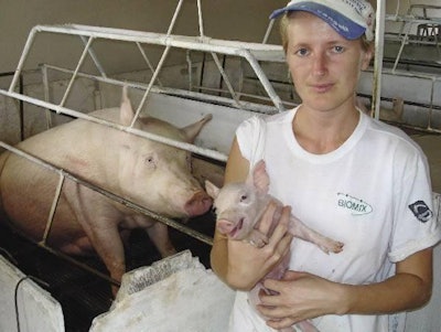 Cléria Diesel works in the farrowing house at Suinosul Farm in Santa Rosa, Rio Grande do Sul, Brazil. Suinosul Farm is now a producer of 22kg piglets from 750 F1 sows for the Alibem meat group.