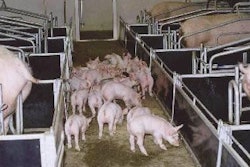 0803 Pi Glitterspic1 Opt