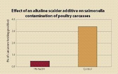 NaOH in the scalder water significantly reduced the number of carcasses testing positive for salmonella