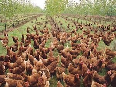 Free-range egg production system with shelter and shade