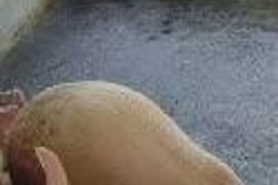 Outbreaks of tail-biting tend to be sporadic and unpredictable. Although research indicates the set of trigger factors may be slightly different for each herd, a frequent finding is that adjusting feed composition can reduce the vice.