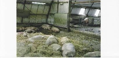 This group gestation yard includes an escape area where lower-order sows can go to avoid fighting.