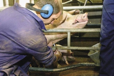 Taking a blood sample from a sow as part of the Health Lift programme being applied to Dutch herds.
