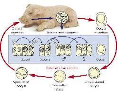 Life cycle of Isospora suis in piglets.
