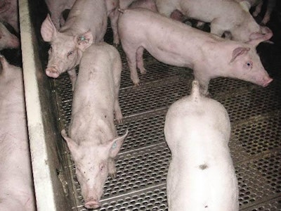 Pigs with PCV-associated diseases have been evaluated in an American study of vaccine value.