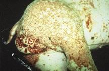 Example of PDNS in a growing pig typically, the condition occurs later than PMWS and tends to be characterised by obvious skin blemishes.