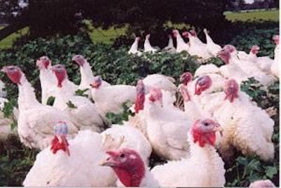 Turkeys are particularly susceptible to avian flu.