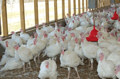 Acidification of the drinking water during times of feed withdrawal or stress can help to reduce the spread of salmonella in a flock of broilers or turkeys.