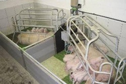 Equalising litters and fostering the strongest piglets onto cull sows is helping some German piglet producers cope with higher live-born numbers. Photo courtesy of Mannebeck, Germany.