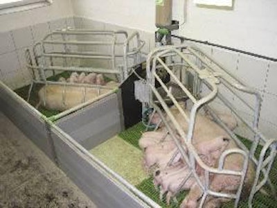 Equalising litters and fostering the strongest piglets onto cull sows is helping some German piglet producers cope with higher live-born numbers. Photo courtesy of Mannebeck, Germany.