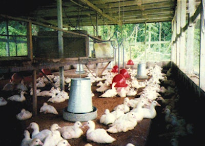 An open-aspect poultry house providing good air circulation, but well secured against predators from the adjacent rainforest. Location Valencia, East Trinidad, West Indies.