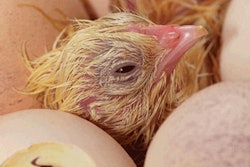 Incubation temperature can have significant impact on leg abnormalities in both broilers and turkeys.