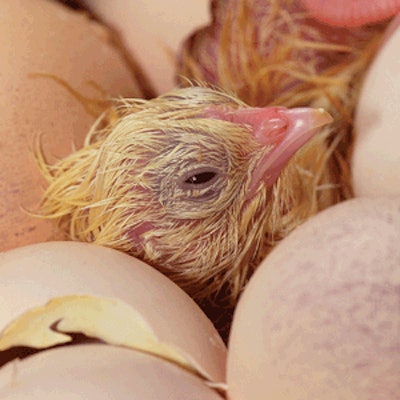 Incubation temperature can have significant impact on leg abnormalities in both broilers and turkeys.