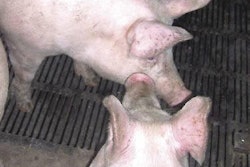 Diets for gilts need to be designed to achieve target weaning weight and minimise the loss of gilt body condition so that sows are able to achieve the necessary three litters for recovering cost of replacement gilt and feeding to third litter.