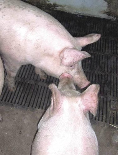 Diets for gilts need to be designed to achieve target weaning weight and minimise the loss of gilt body condition so that sows are able to achieve the necessary three litters for recovering cost of replacement gilt and feeding to third litter.