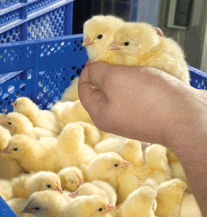 Wiesenhof’s single-source secret to success | WATTPoultry.com
