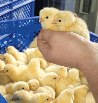 Every Wiesenhof chick has a hatchery batch number that accompanies it through rearing to the processing plant and retail outlet.