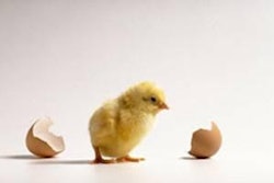 08112 Us Acampychick1