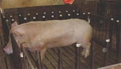 0811 Pig Isurvey1