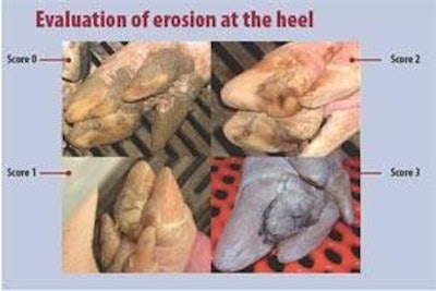 These photos show an evaluation of the degree of erosion of the heel in pigs used by Hans Aae of Vitfoss, Denmark.