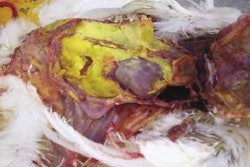 Caseous peritonitis in a hen infected with APEC