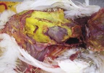 Caseous peritonitis in a hen infected with APEC