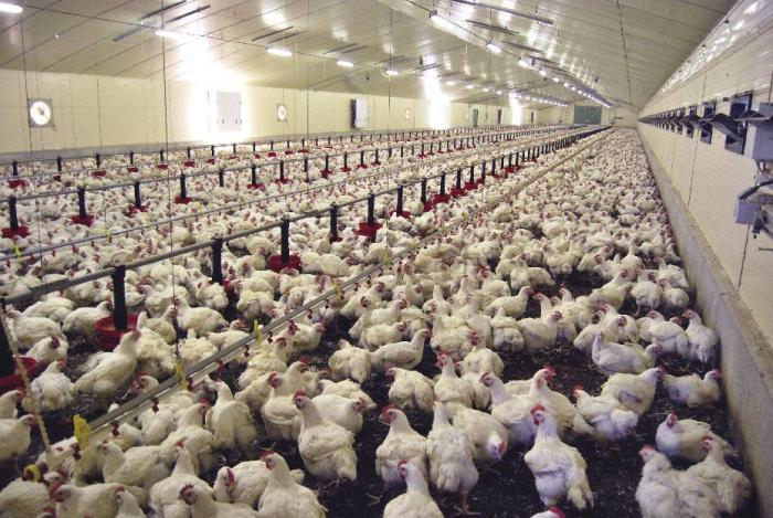 Poultry ready-to-cook weight, live weight up 10% in January, according ...