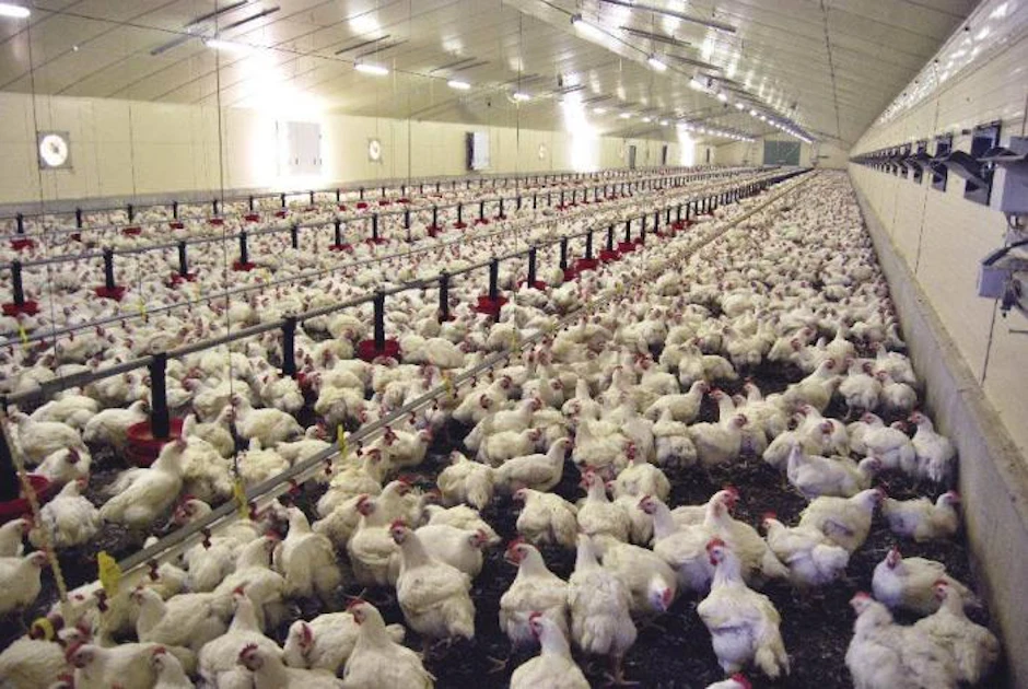 Poultry Pict Cook Rd Poultry ready-to-cook weight, live weight up 10% in January, according ...