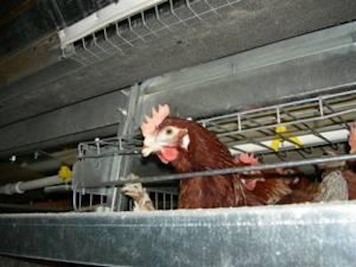 Conventional cage systems still account for virtually all commercial egg production in markets outside Europe.