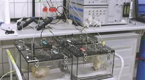 Pullet production gets nano-silver lining | WATTPoultry.com