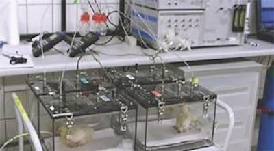 Chickens in small respiration chambers where energy expenditure and substrate are measured to evaluate potential effects of nanoparticles on metabolism.