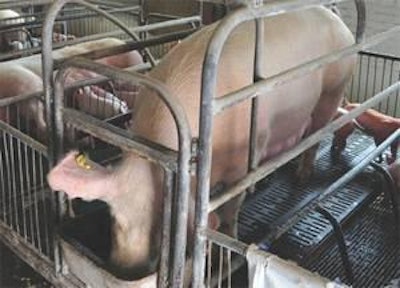 Beijing Juiding Swine Breeding Company has 1,600 sows, is situated 40km south of Beijing and is managed by Wang Guangyi. Much emphasis has been laid over the years by the farm on safe working practices and concerns about pig welfare.