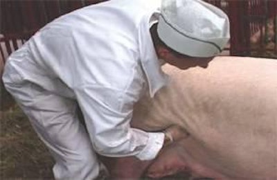 This image was used by Claus Holmgaard of Danish breeding equipment company Kruuse at the DanBred seminar to highlight heat detection techniques, with stimulation by boar exposure followed by pushing against the sow's flank before massaging her udder, applying pressure on her vulva and conducting the back-pressure test.
