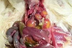 Peritonitis en una gallina ponedora