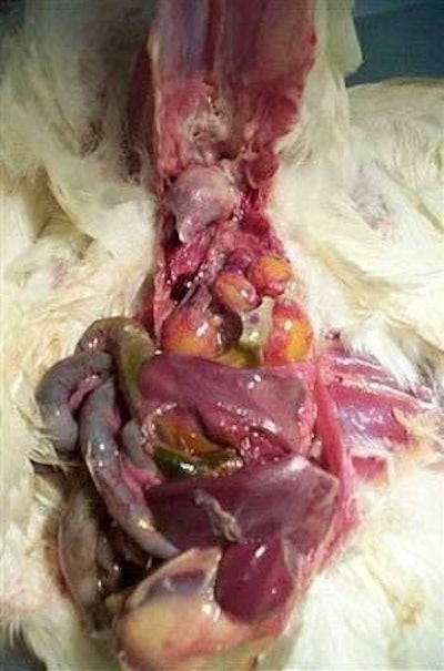 Peritonitis en una gallina ponedora