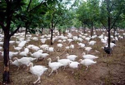Eight years ago Zhou Xiufen started with three turkeys, last year her company, Weifang Zhouxiufen Turkey Farm, raised 300,000 turkeys.
