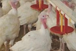 These adult turkey drinkers work well even with heavy toms and they save labor and provide better litter quality than bell drinkers.