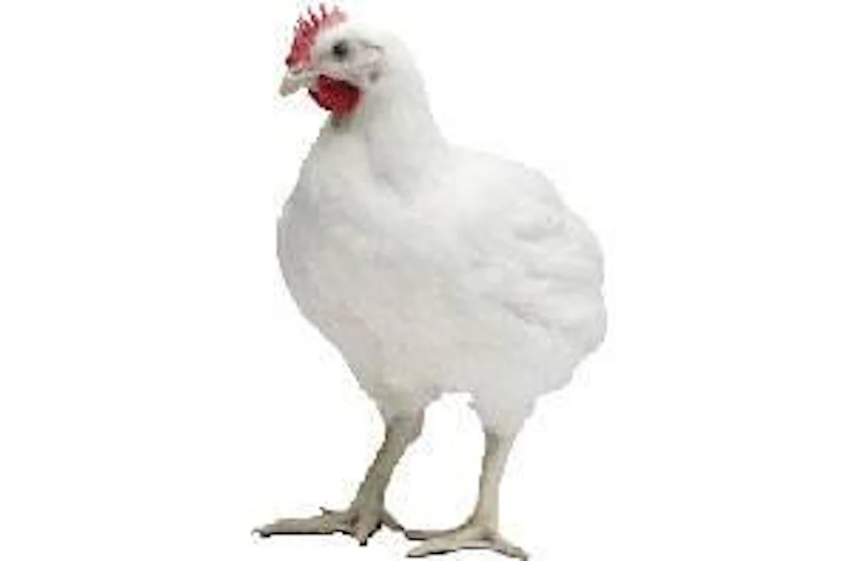 Cobb: reproductora pesada Cobb 500 From: Cobb-Vantress | WATTPoultry.com