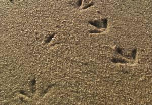 Use of sand as litter for broilers