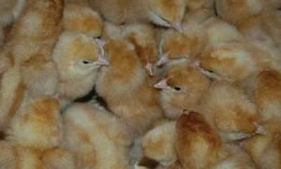 Hens can now have progeny with multiple sires, opening up more genetic variation.