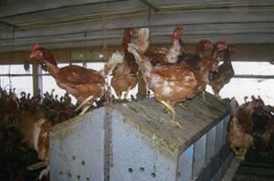 Persecuted hens seek sanctuary on nest modules. Vent peck, loss of feathers, and a lighter weight due to reduced feed intake contributed to loss of production.