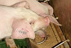 El concepto de mantener un equilibrio electrolítico negativo se está ahora extendiendo también a las dietas para cerdos en engorda y cerdas reproductoras