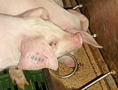 El concepto de mantener un equilibrio electrolítico negativo se está ahora extendiendo también a las dietas para cerdos en engorda y cerdas reproductoras