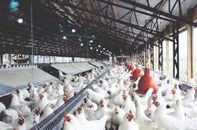 A lo largo de 2009, el tamaño promedio de la parvada reproductora estuvo cerca del nivel promedio de 1998, en 53 a 54 millones de gallinas