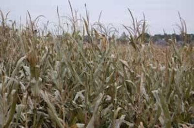 Los posibles problemas con el maíz norteamericano le preocupan a Japón